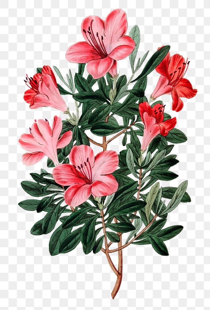Blooming red azalea png hand drawn floral illustration
