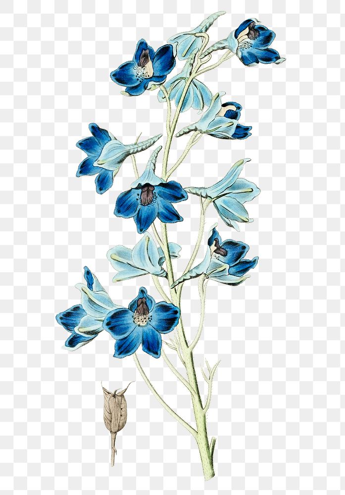 Blue delphinium flower png vintage botanical illustration
