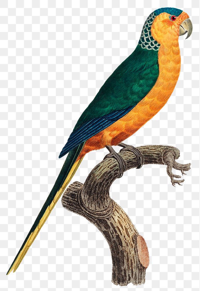Yellow-fronted parakeet image png