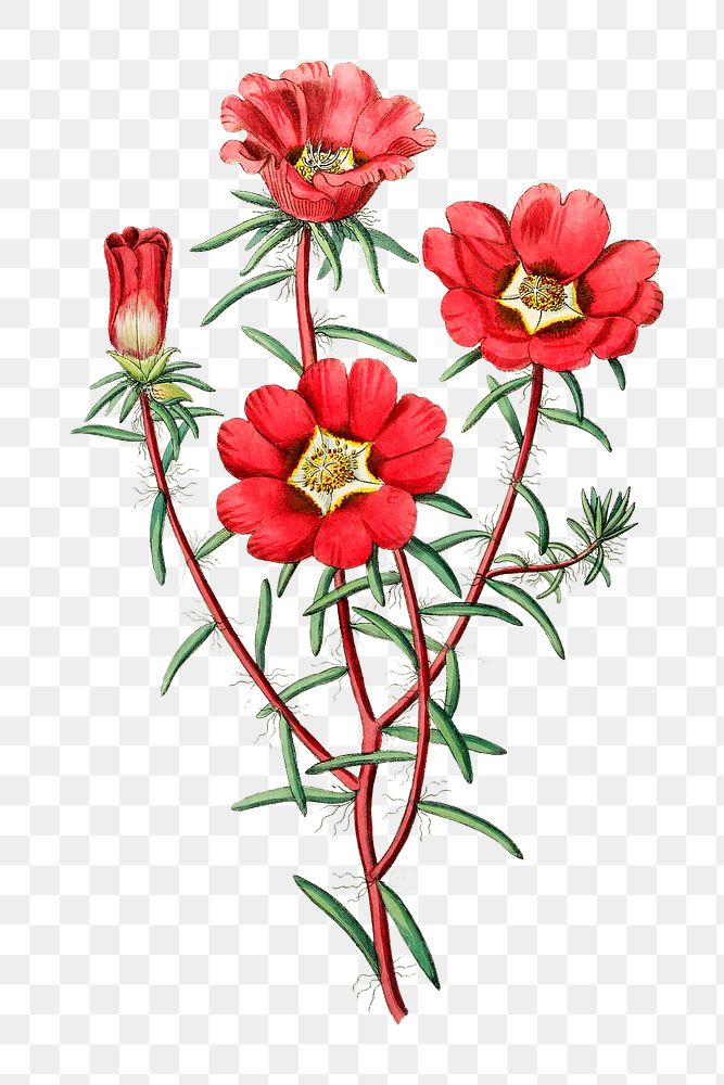 Vintage red portulaca flower png illustration botanical drawing
