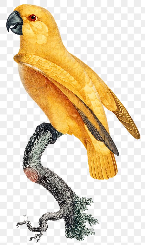 Rare yellow senegal parrot png retro style