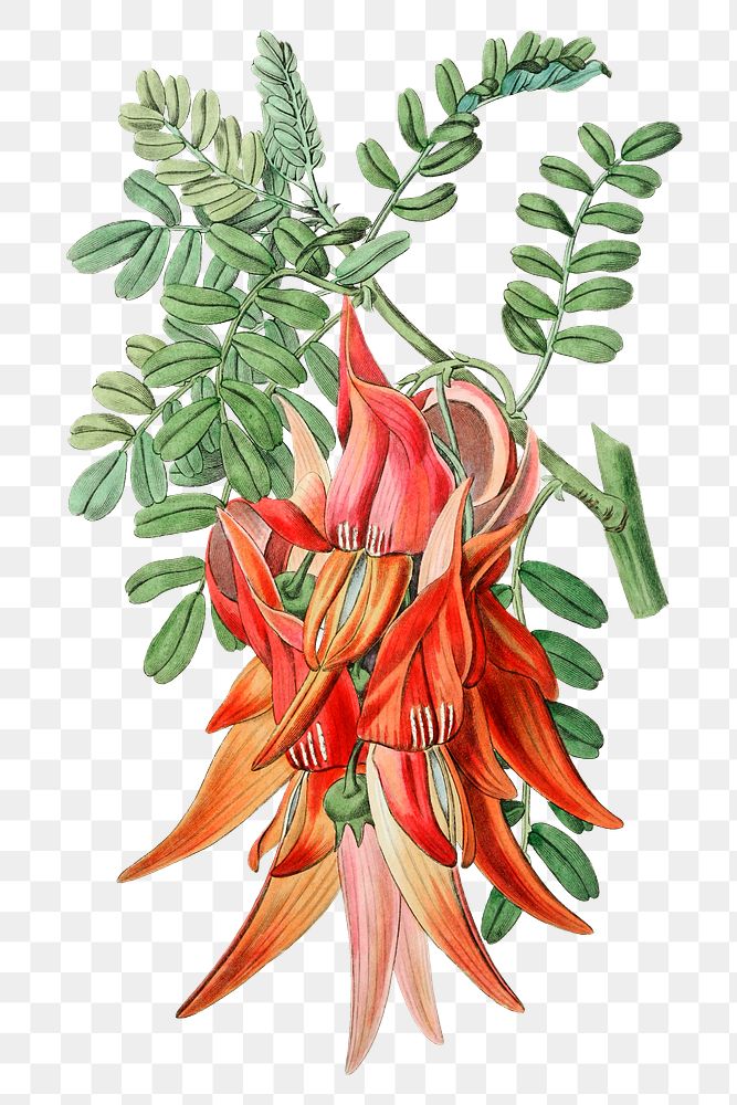Crimson glory pea flower png botanical vintage illustration