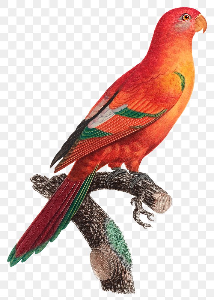 Png crimson shining parrot illustration