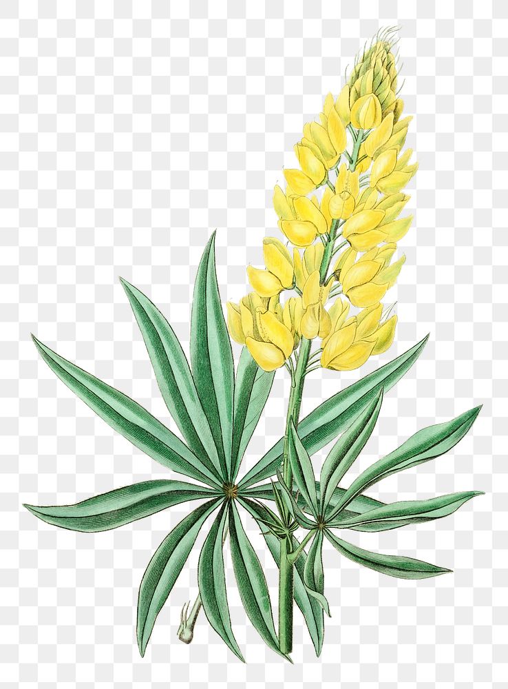 Yellow lupine flower png vintage botanical illustration