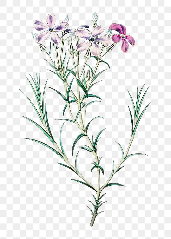 Purple phlox flower png vintage botanical illustration