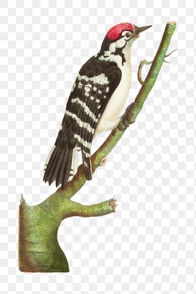 Png animal sticker lesser spotted woodpecker bird illustration