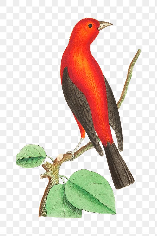 Png animal sticker brasilian tanager bird illustration 