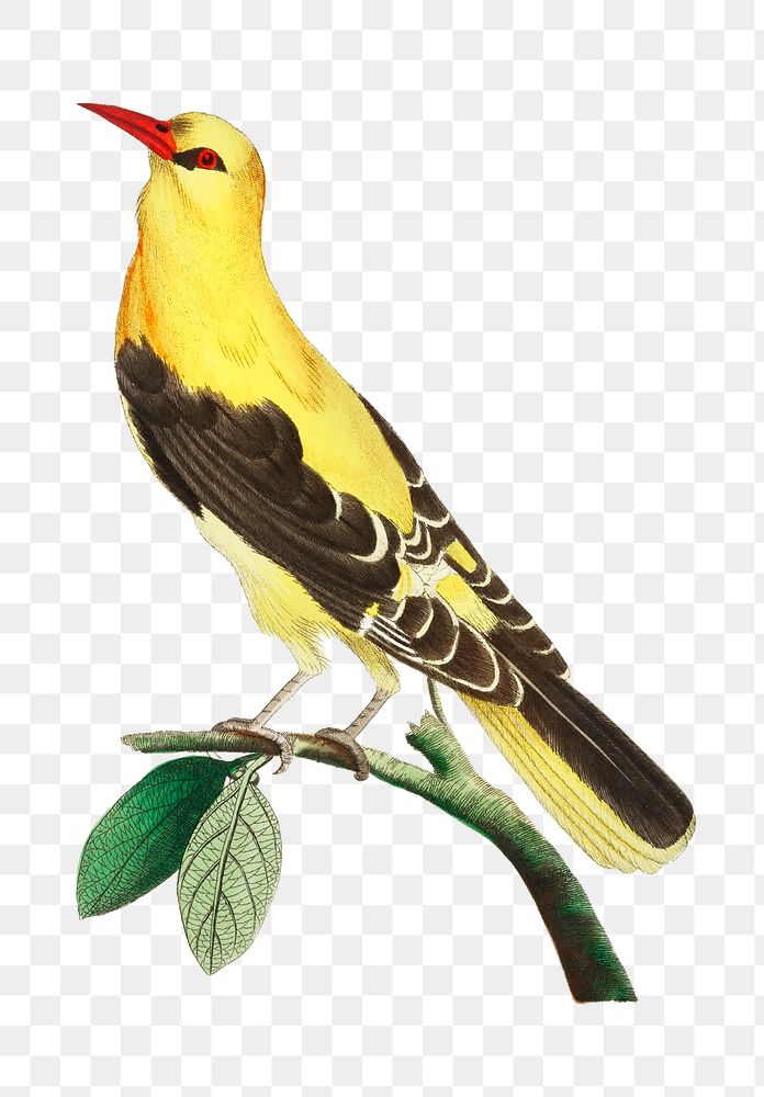 Png animal sticker bird golden oriole