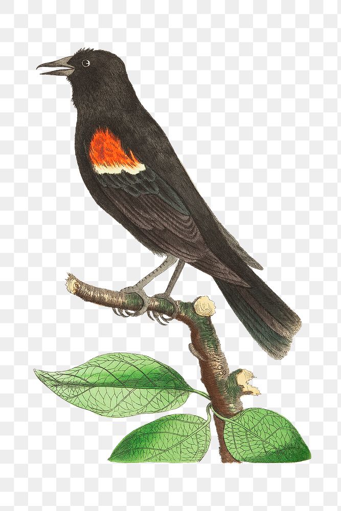 Png animal sticker red shouldered oriole bird illustration 