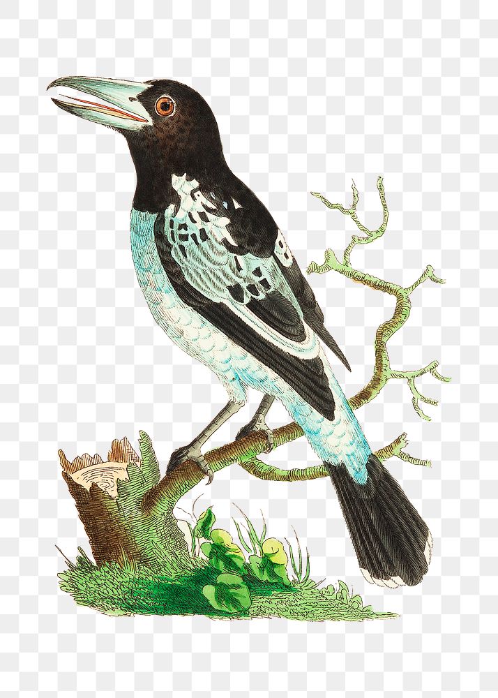 Png animal sticker pied roller bird illustration