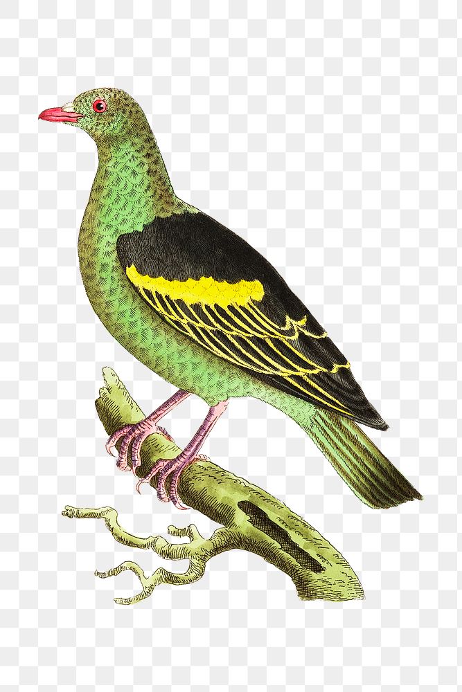Png animal sticker olive green pigeon illustration