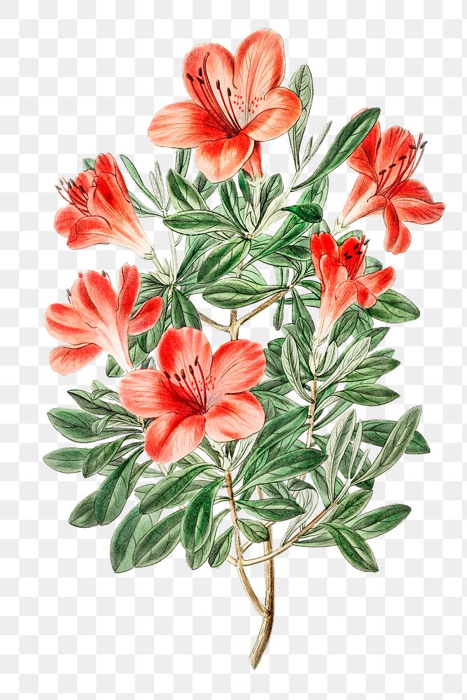 Vintage red azalea flower png illustration floral drawing