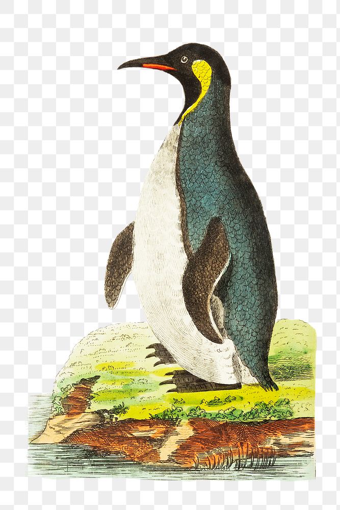 Png hand drawn patagonian penguin bird clipart