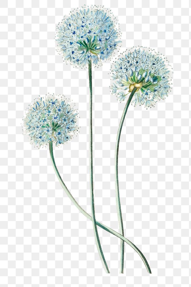 Blue leek flower png botanical vintage illustration