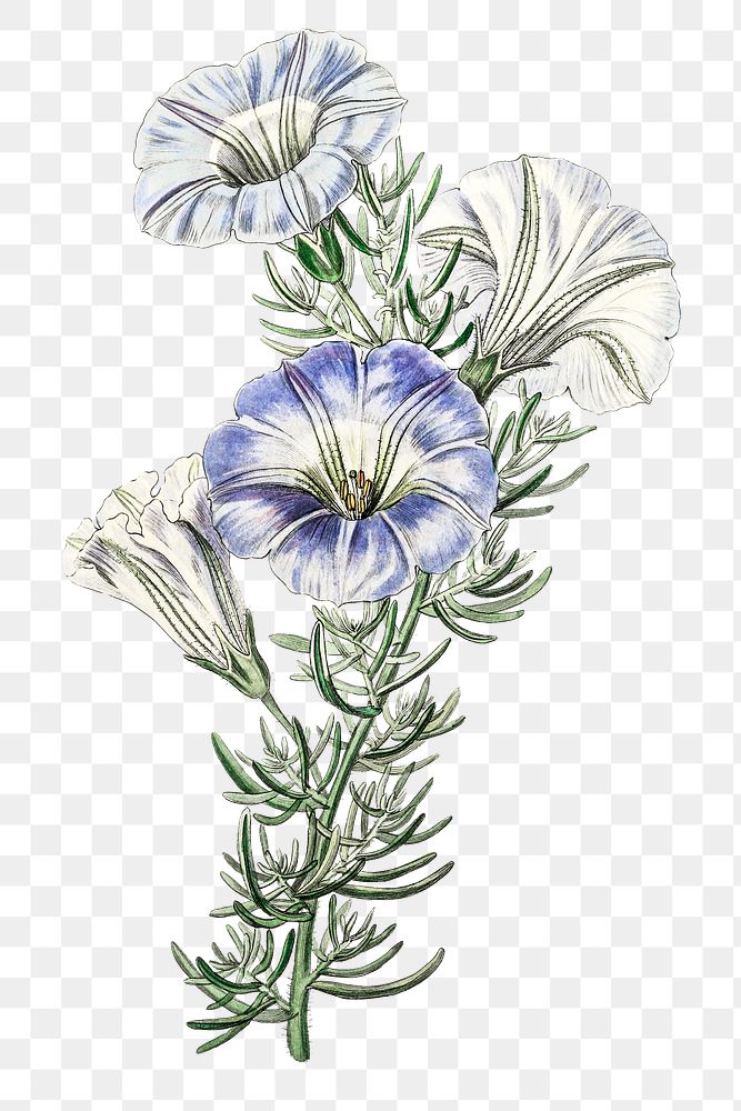 Sky blue alona flower png illustrated vintage