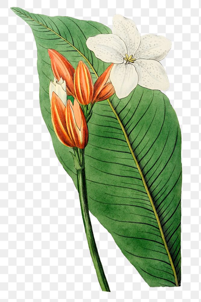 Erythrochiton flower png botanical vintage illustration