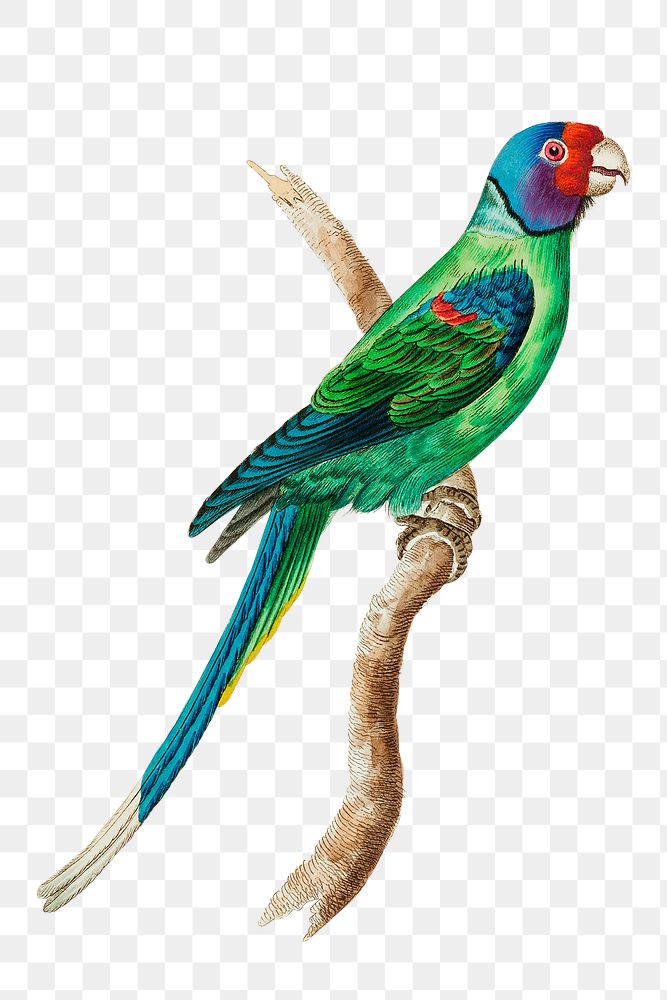 Png hand drawn bird long tailed green parakeet illustration
