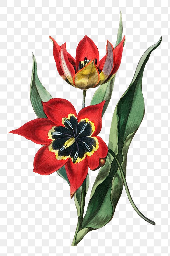 Vintage red tulip flower png illustration floral drawing