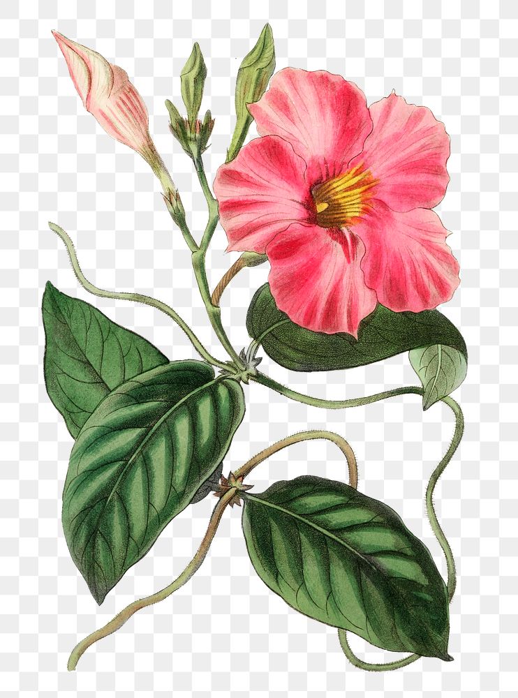 Pink dipladenia flower png vintage botanical illustration