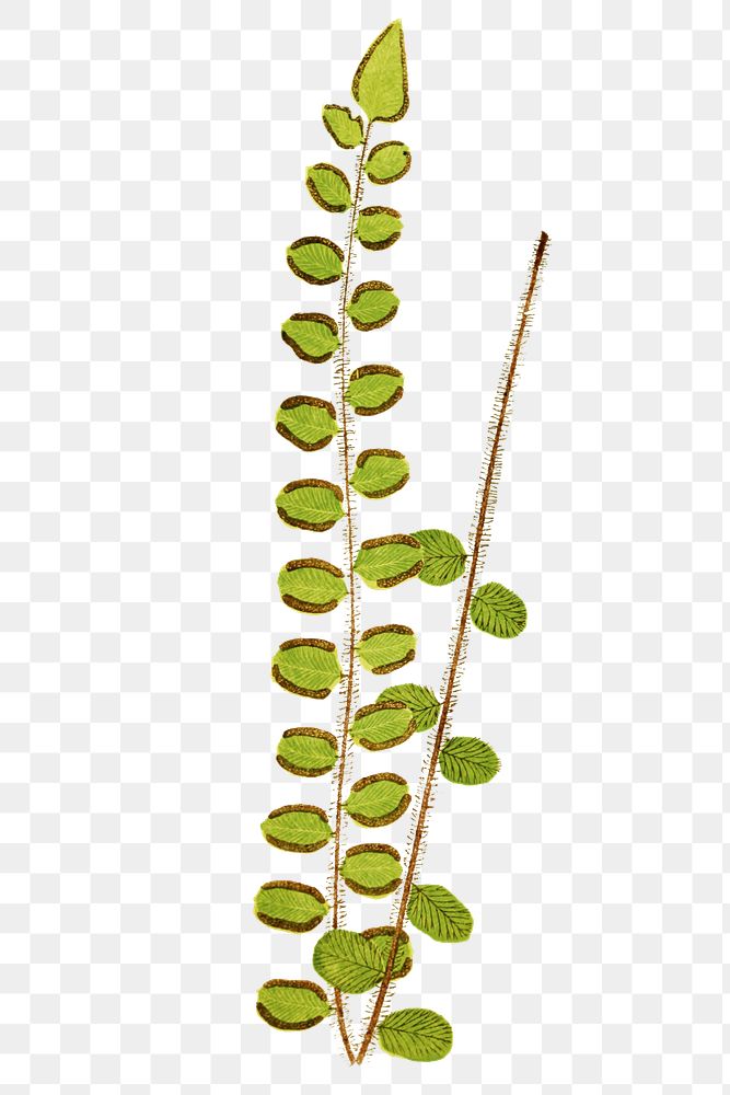 Platyloma Rotundifolia fern leaf illustration transparent png
