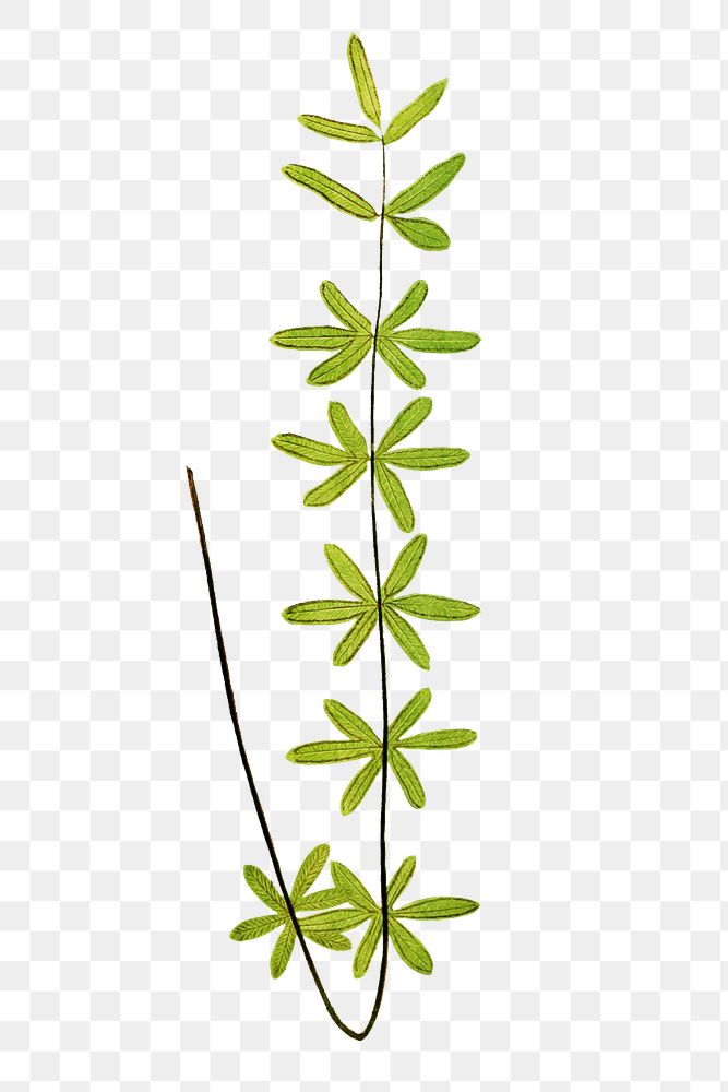 P. Ternifolia fern leaf illustration transparent png