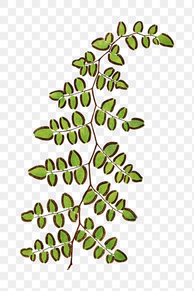 Platyloma Flexuosafrom fern leaf illustration transparent png