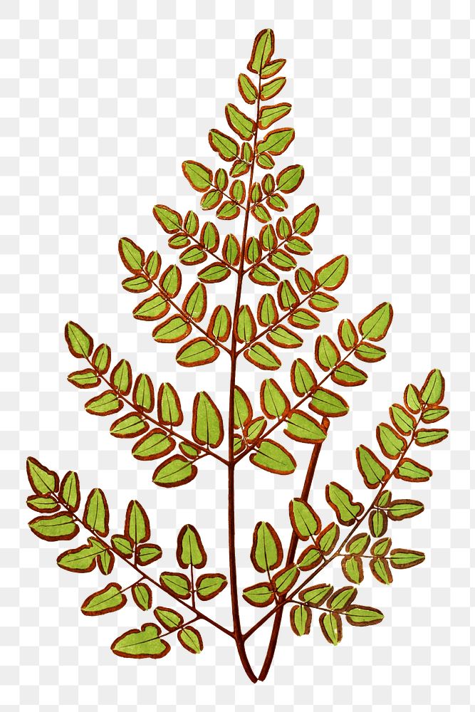 Cheilanthes Pteroides fern leaf illustration transparent png
