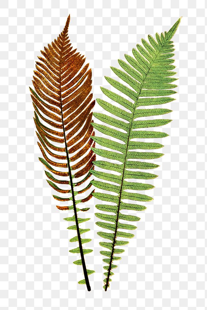 Lomaria Nuda. (Fishbone Waterfern) fern leaf illustration transparent png