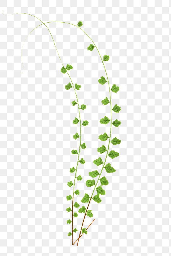 A. Flabellifolium fern leaf illustration transparent png