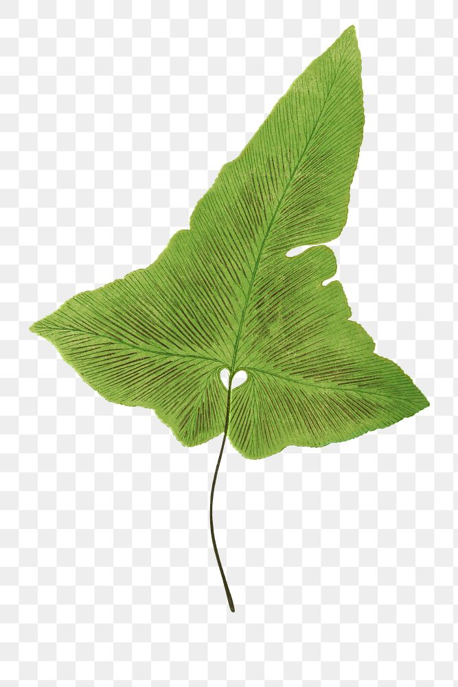 Asplenium Palmatum fern leaf illustration transparent png