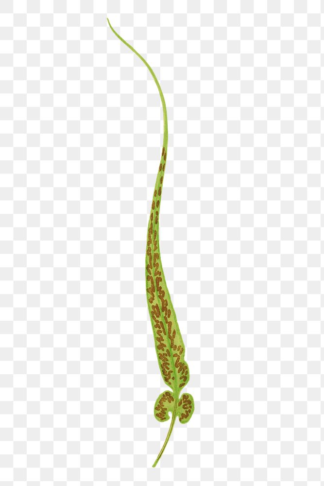 Asplenium Rhizophyllum (American Walikng Fern) fern leaf illustration transparent png