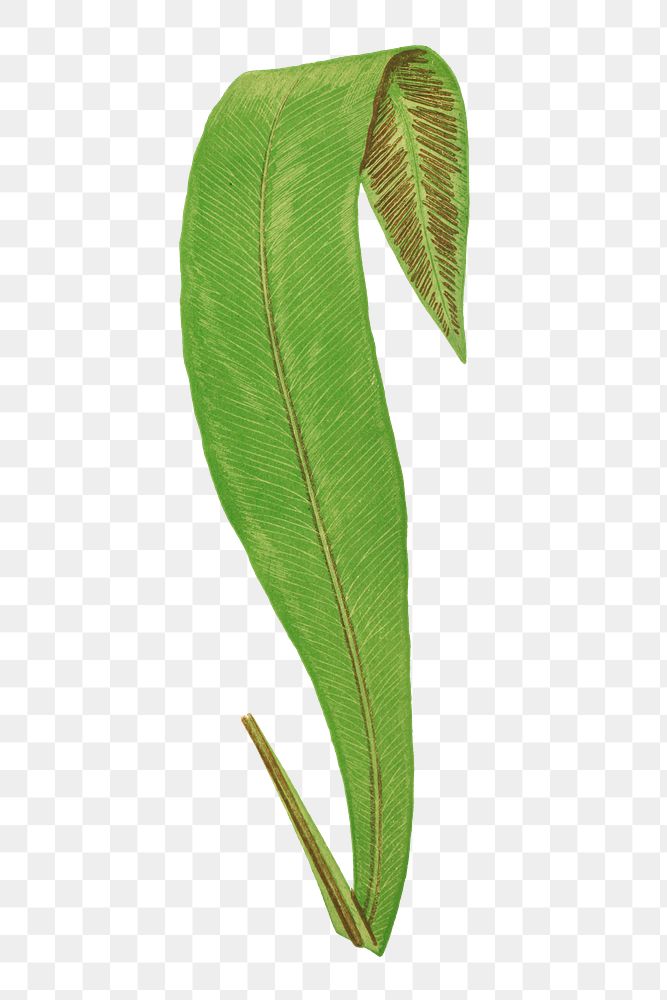 A. Brasiliense fern leaf illustration transparent png