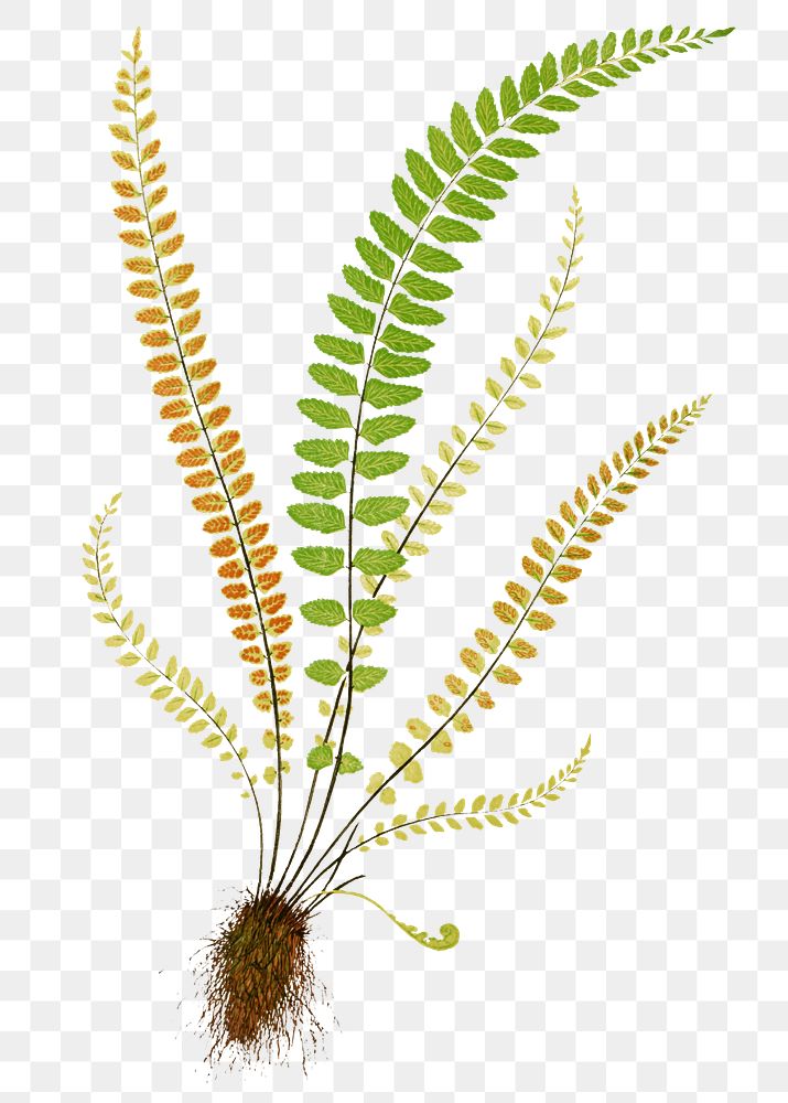 Asplenium Trichomanes (Maidenhair Spleenwort) fern leaf illustration transparent png
