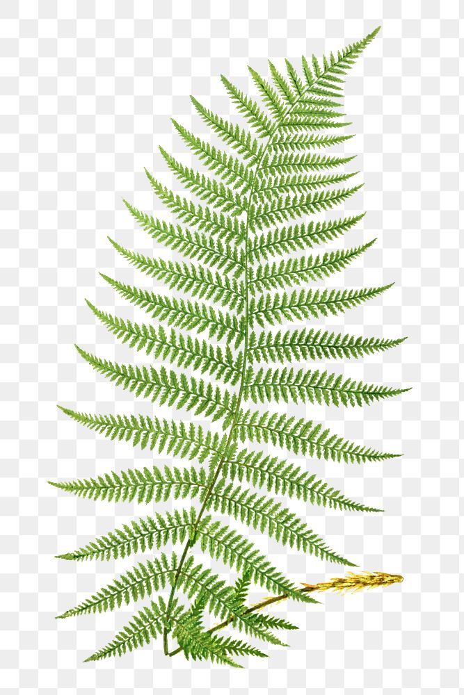 Athyrium Filix&ndash;Femina (Lady Fern) fern leaf illustration transparent png