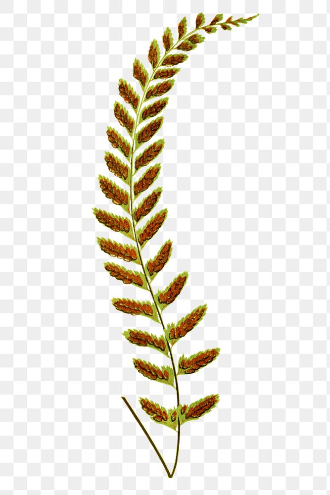 Vintage fern leaf illustration transparent png