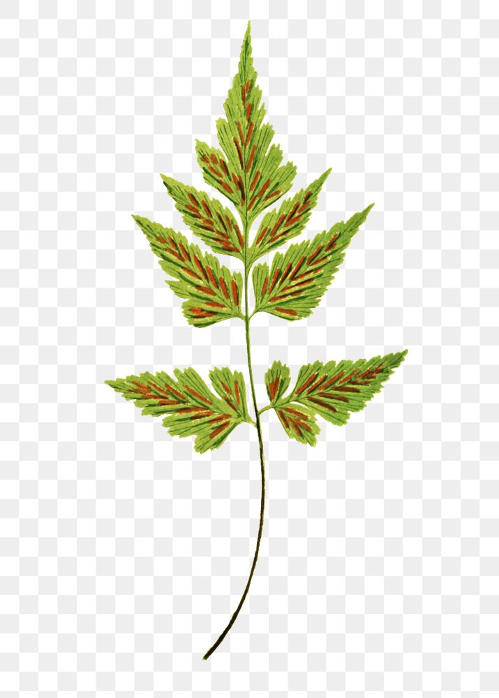Asplenium pumilum fern leaf illustration transparent png