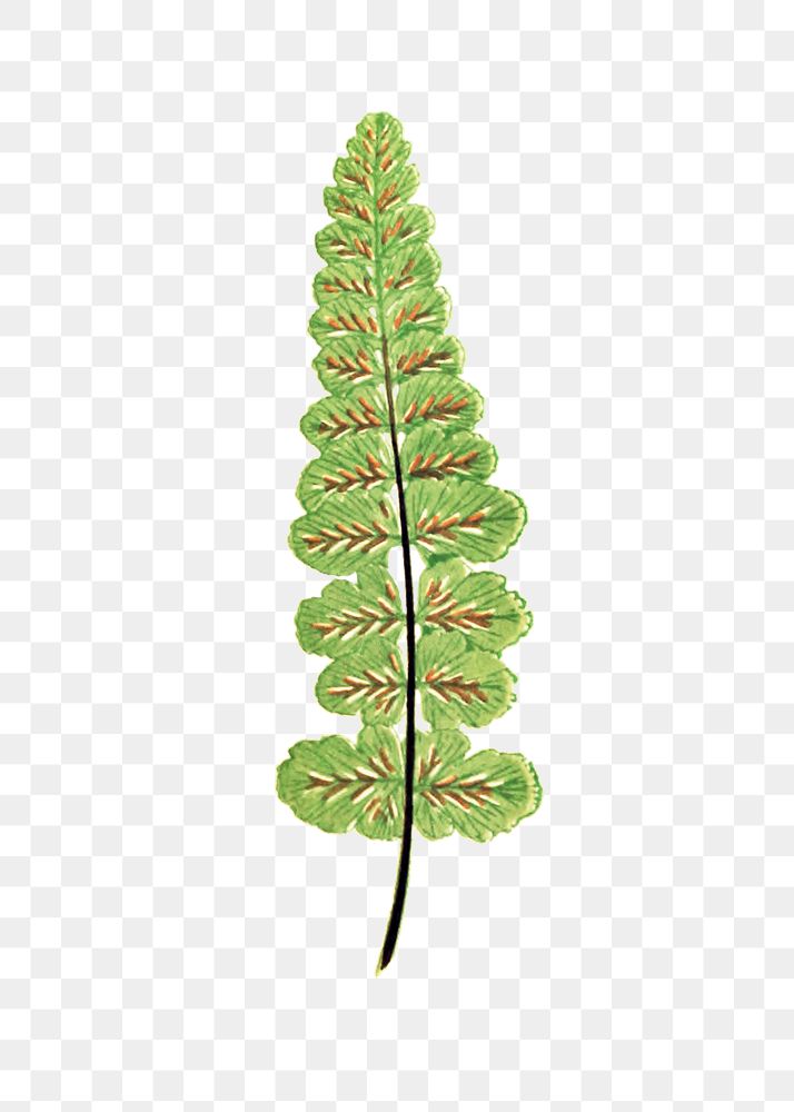 Asplenium Petrarchae fern leaf illustration transparent png