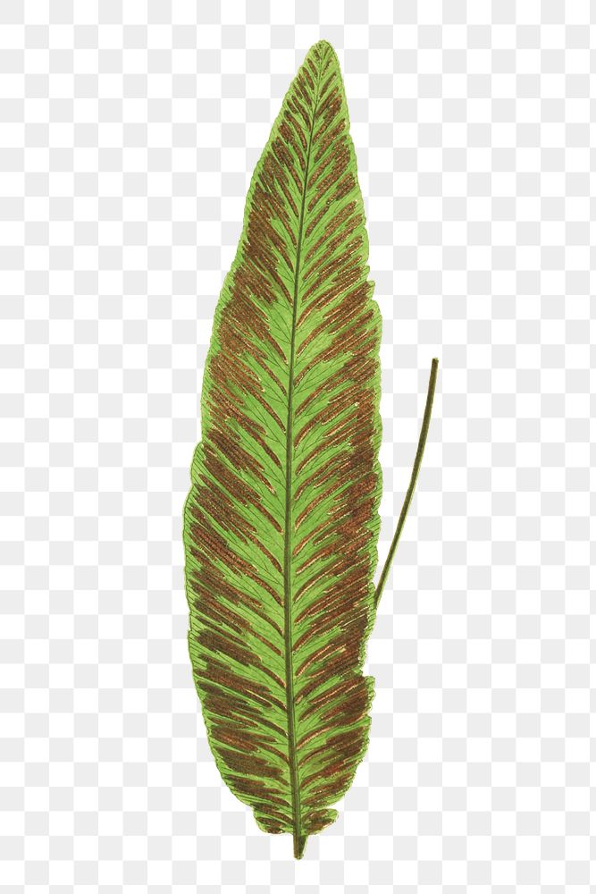 Diplazium Plantagineum fern leaf illustration transparent png