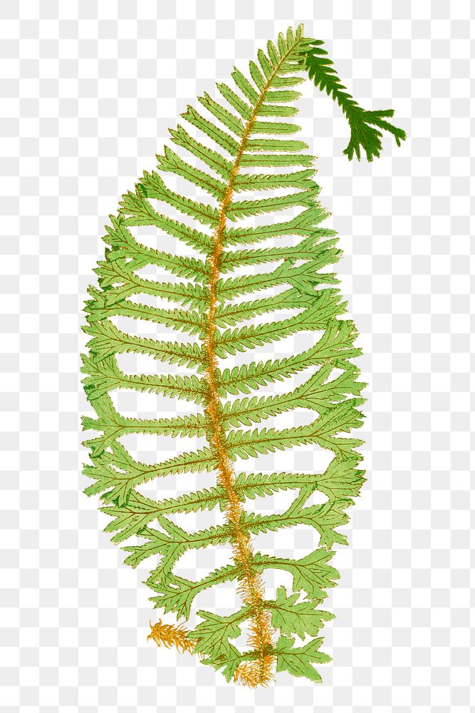 Dryopteris Filix&ndash;Mas Cristata fern leaf illustration transparent png