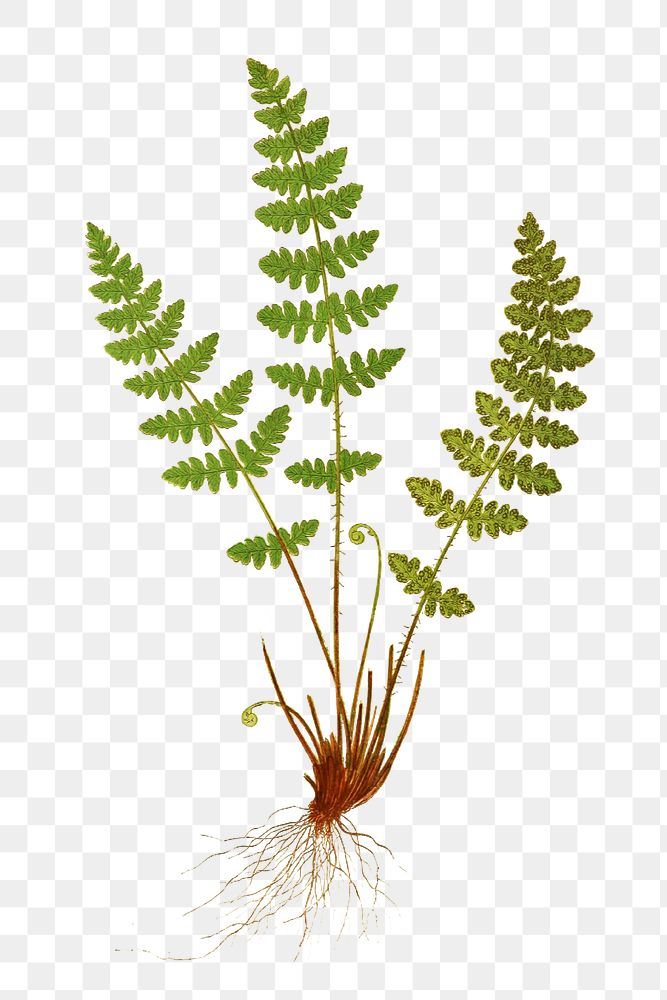 Woodsia Ilvensis (Oblong Woodsia) fern leaf illustration transparent png