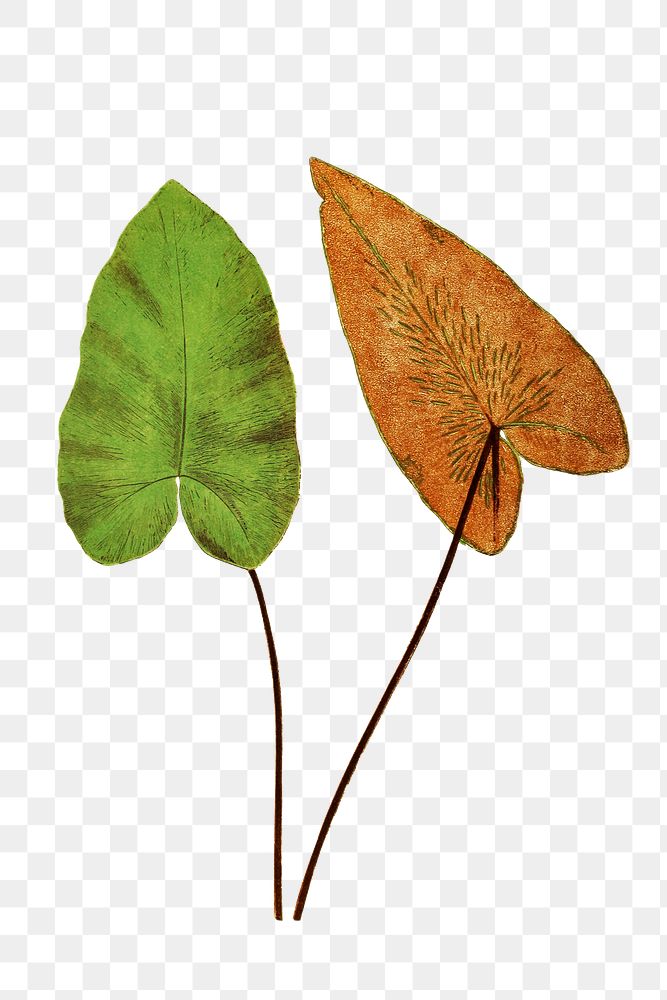 Hemionitis Cordata (Heart Fern) fern leaf illustration transparent png