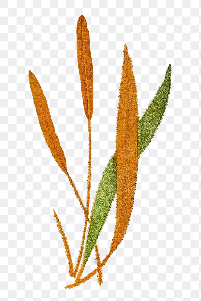 Acrostichum Cuspidatum fern leaf illustration transparent png