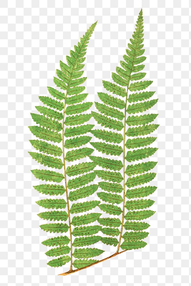 Alsophila Radens fern leaf illustration transparent png