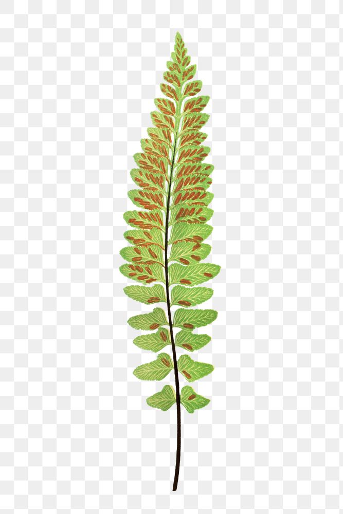 Asplenium Marinum (Sea Spleenwort) fern leaf illustration transparent png