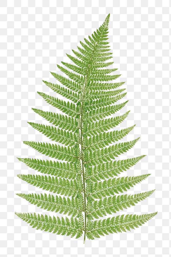 Aspidium Angulare fern leaf illustration transparent png