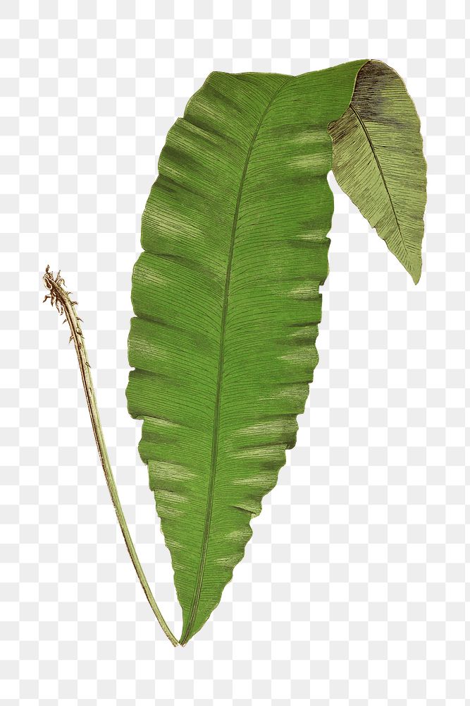 Acrostichum Crassinerve fern leaf illustration transparent png