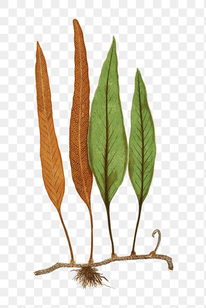 Niphobolus ingua fern leaf illustration transparent png