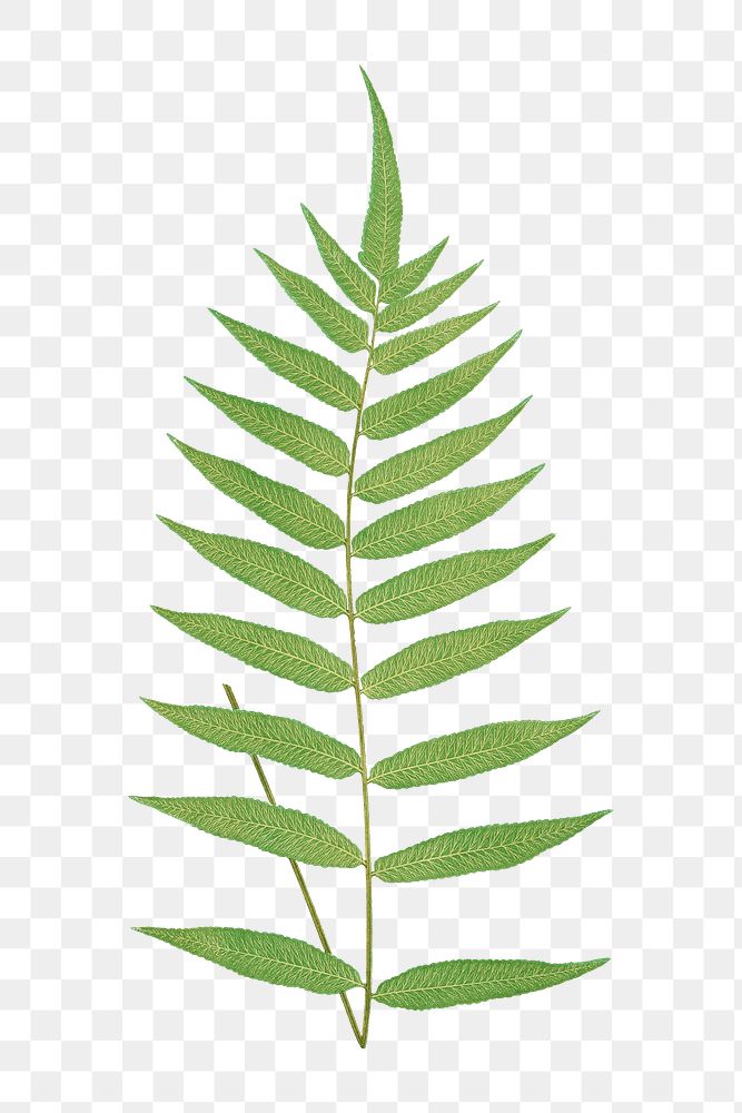 Polypodium Fraxinifolium fern leaf illustration transparent png