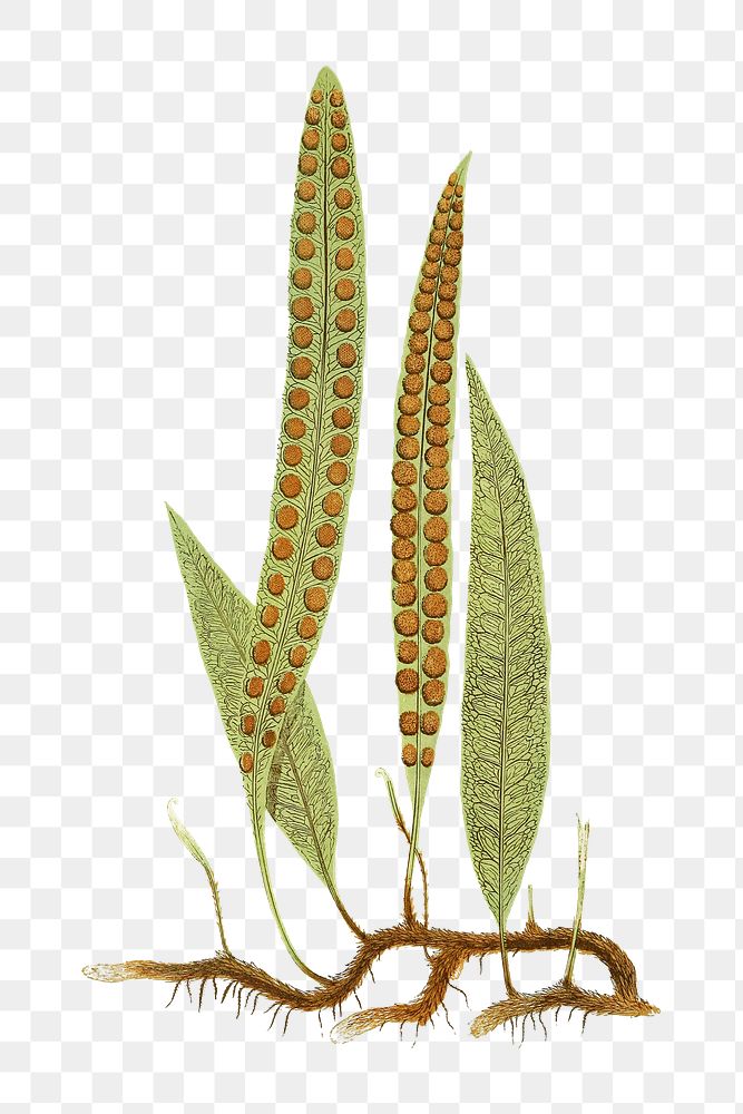 Polypodium Venosum fern leaf illustration transparent png