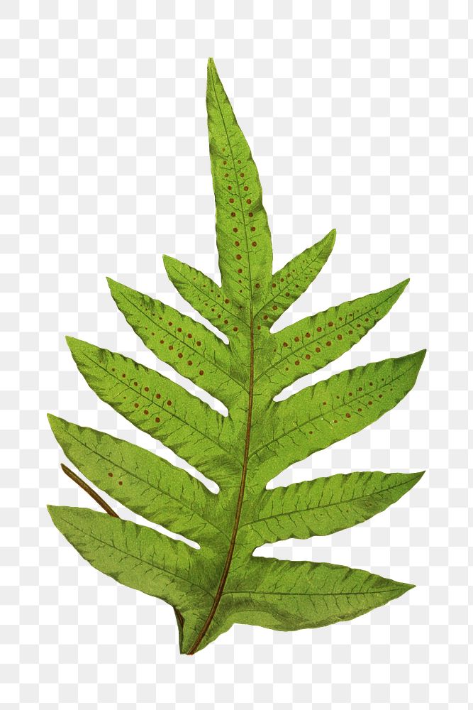 Polypodium Lepidopodum fern leaf illustration transparent png